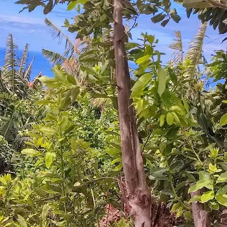 Apartment Typical Farm Arco da Calheta (Madeira)
