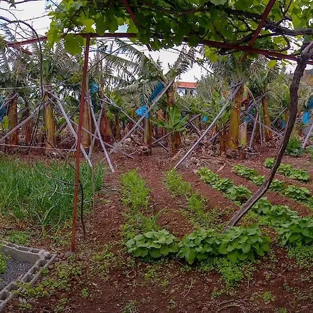 Apartment Typical Farm Arco da Calheta (Madeira)